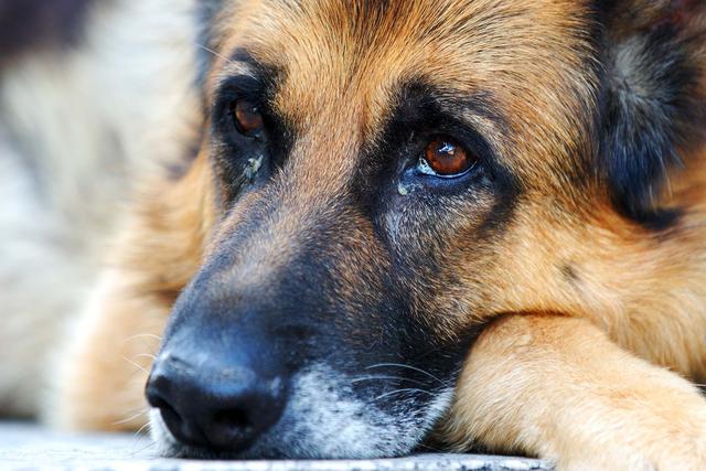 狗狗常见十种皮肤病，它们分别有什么特征，主人该如何辨别是哪种