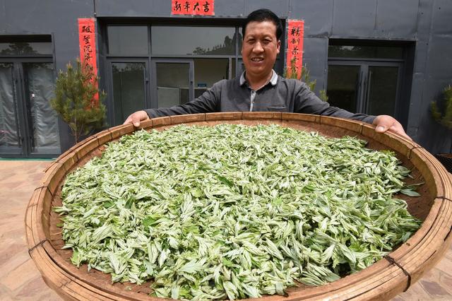 艾草种植原来可以这么简单，详细艾草栽培管理技术分享