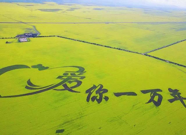 最适合自驾的4大景点，感受辽阔的大草原，以及一望无际的油菜花