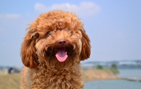 泰迪犬怎么养长得好（泰迪犬有哪些东西不能吃