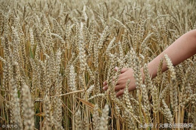 2018小麦什么时候播种，怎么播种，注意事项（含小麦播种时间表）