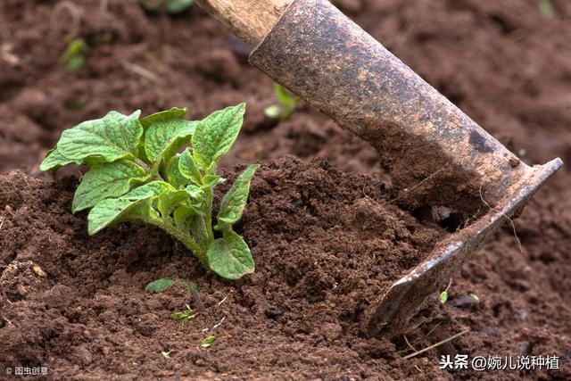 2019年，种植啥，能挣钱，农村这4种作物，明年种植不愁没销路！