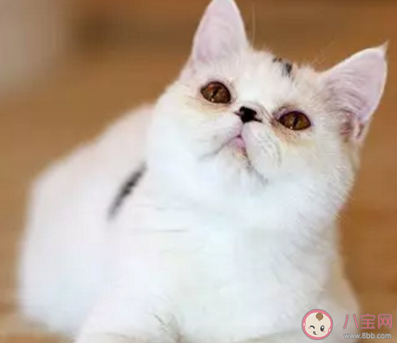 猫换牙吃什么好 猫在换牙期要怎么护理