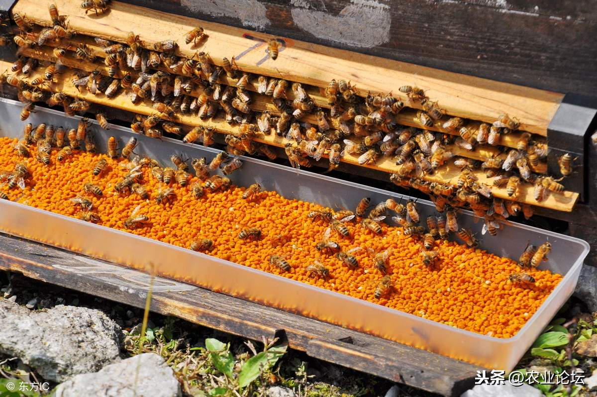 饲养蜜蜂赚钱（2019年养殖蜜蜂赚钱吗？）
