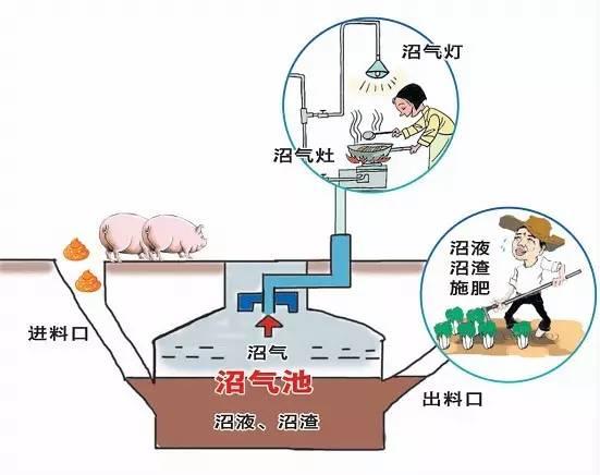 用电不仅不花钱还能挣钱？都是鸡粪帮的忙！