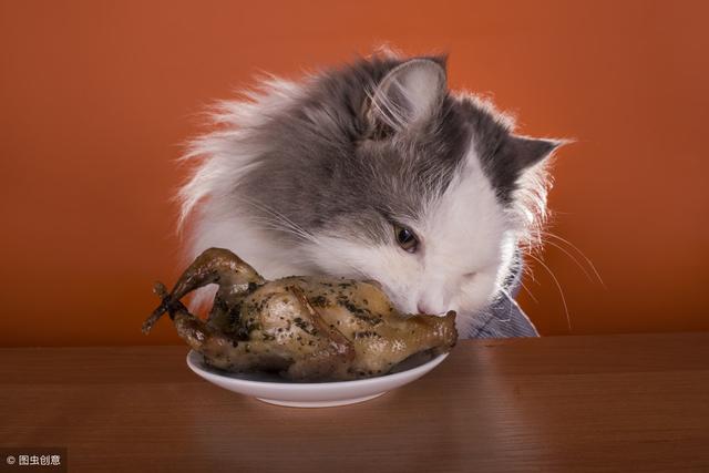 在猫眼中什么最好吃，猫喜欢5种食物，对猫而言新鲜度最重要
