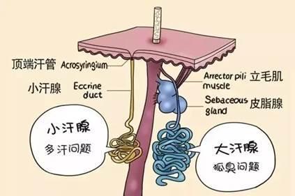 腋下出汗多有异味？哈佛医学博士教你几招轻松赶走夏季“尴尬癌”