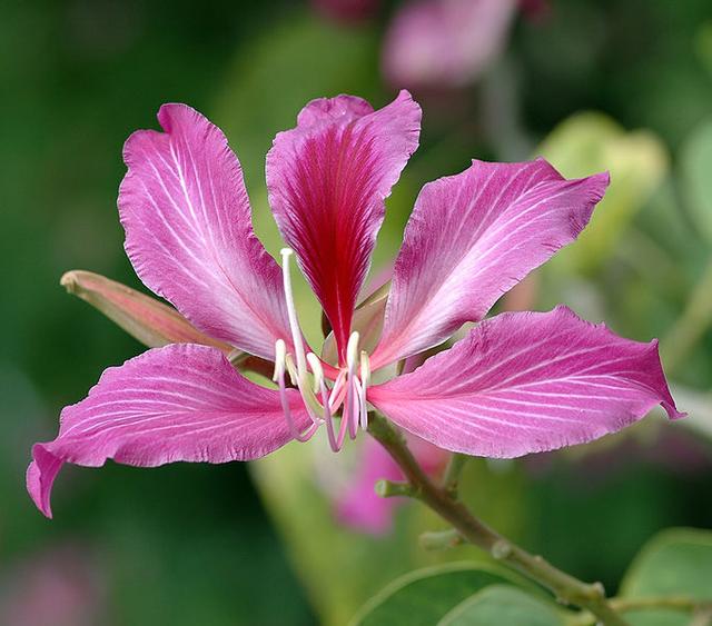 话说紫荆花：香港市花就是它吗？