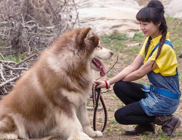 狗狗夏日易食欲不振，原因主要有这3个方面