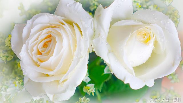 你了解白玫瑰吗？白玫瑰花语是什么？送白玫瑰代表什么意思？
