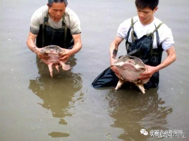 2019年养殖什么赚钱农村养殖前景怎么样，这4种养殖可能最有前景