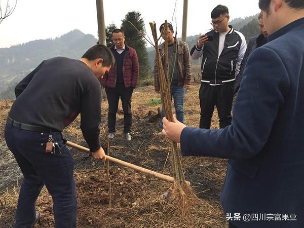 李子苗怎么栽才活的好？栽植时间和方法很重要