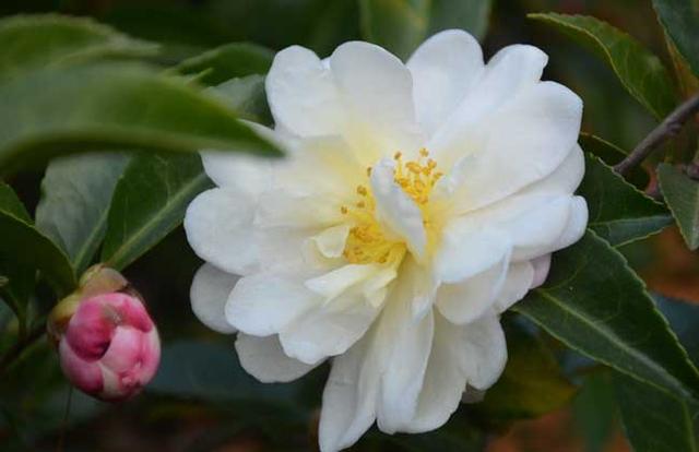 山茶花什么时候开花 山茶花开花后怎么养护