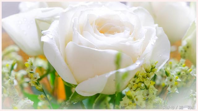 你了解白玫瑰吗？白玫瑰花语是什么？送白玫瑰代表什么意思？