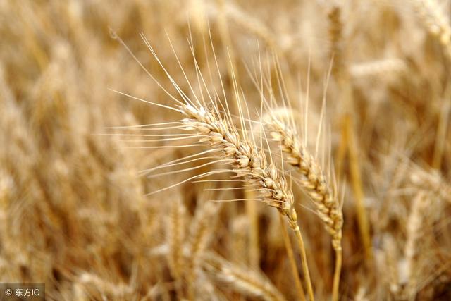 怎么样判断小麦是否成熟？什么时候收获产量高品质好？
