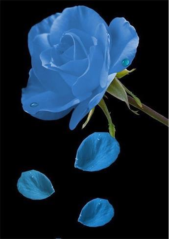 蓝色妖姬，你知道它的花语代表了什么吗？