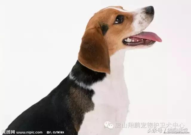 犬种介绍 比格犬