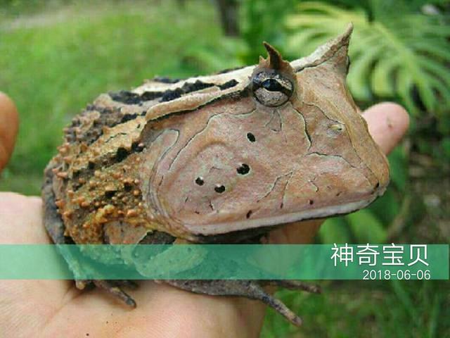 角蛙的寿命？角蛙可以活多少年