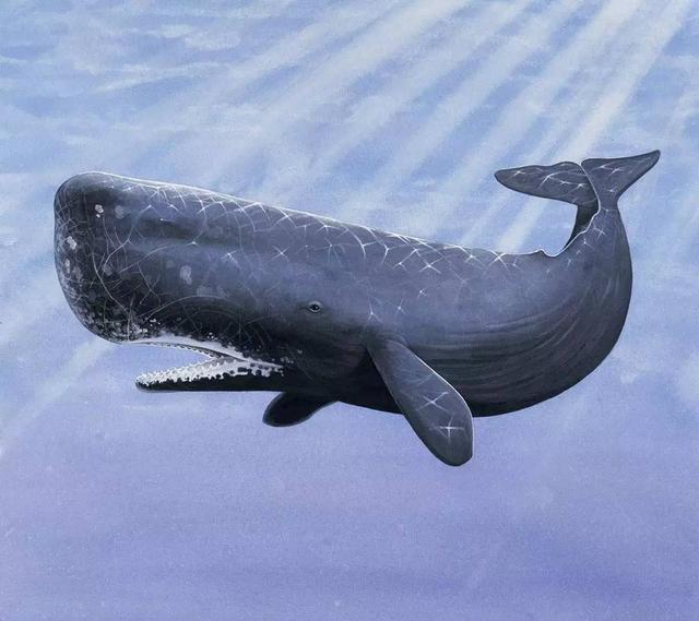 海洋生物｜有哪些常见的海洋哺乳动物？