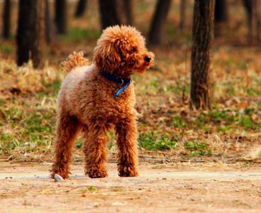 既然养了泰迪犬就应该懂得怎么照顾，整理好的干货，拿走不谢