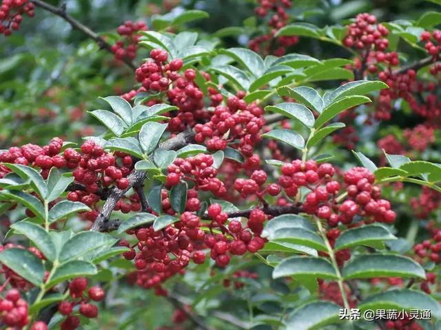 2019年农村种植什么最赚钱？种植这4个项目大有前景！