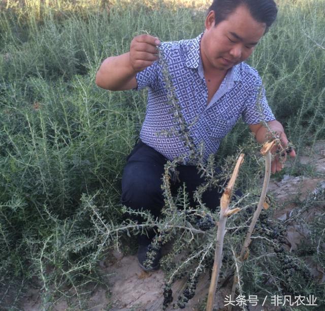 都说农村又脏又累，不赚钱，但有人干这个，说买车买房很轻松！