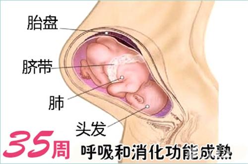 孕35周胎儿听力发育成熟 35周胎儿发育情况和注意