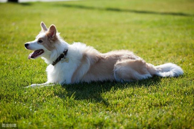 边境牧羊犬三个月怎么训练？宠物资深玩家安利一波干货