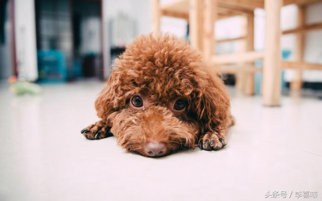 泰迪犬的市场价格和购买时应该注意的事