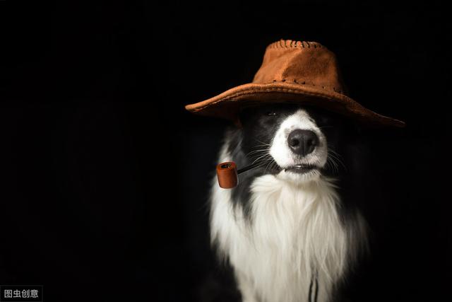 边境牧羊犬三个月怎么训练？宠物资深玩家安利一波干货