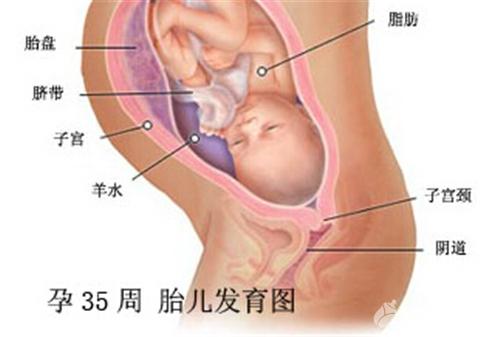 孕35周胎儿听力发育成熟 35周胎儿发育情况和注意