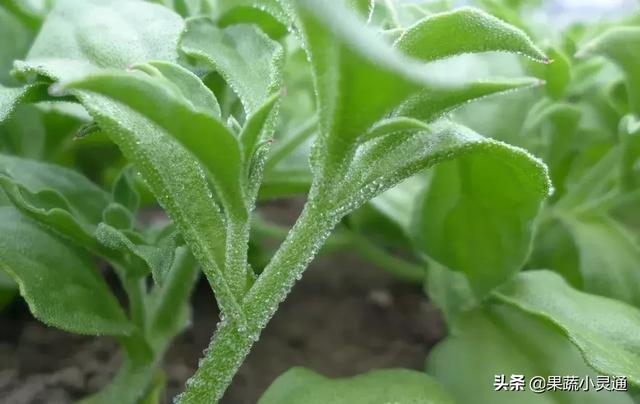 2019年农村种植什么最赚钱？种植这4个项目大有前景！