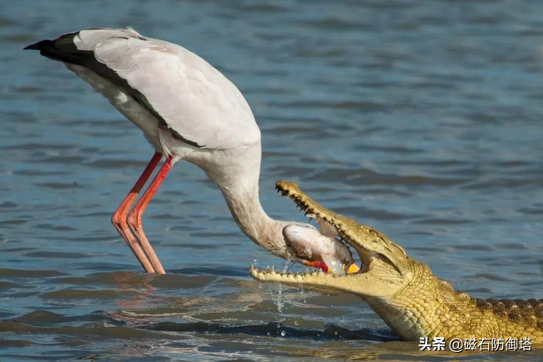 鳄鱼为什么会流眼泪？是假慈悲还是排除盐分？