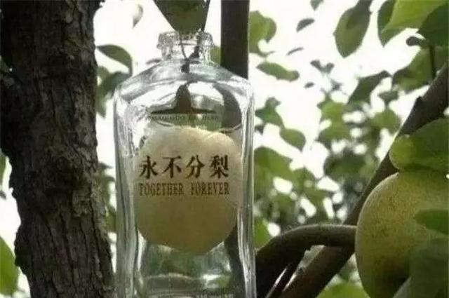 五粮液“永不分梨”酒的梨，是怎么放进去的？看完以后明白了