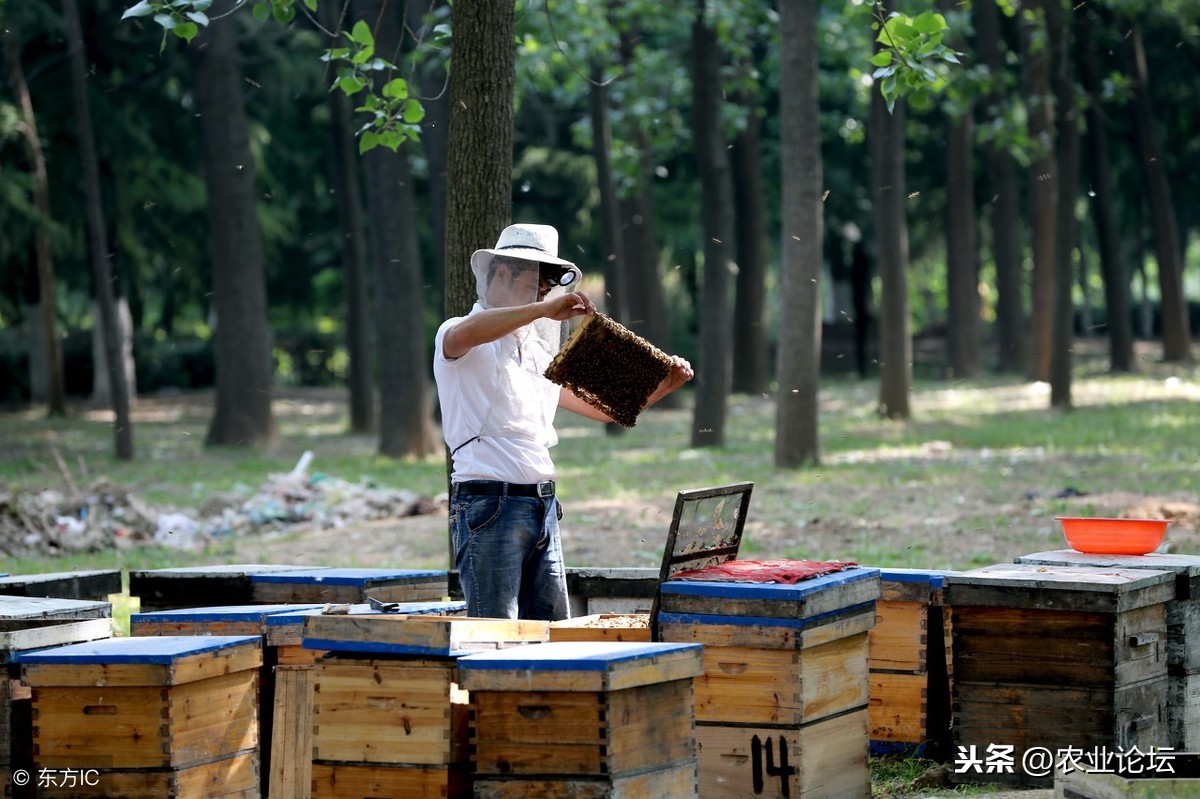 饲养蜜蜂赚钱（2019年养殖蜜蜂赚钱吗？）