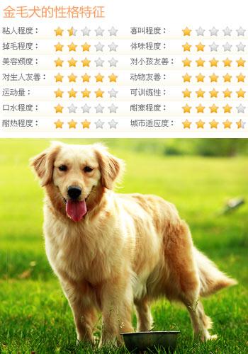 金毛犬怎么养？最正确的金毛犬饲养方法，又涨姿势了！