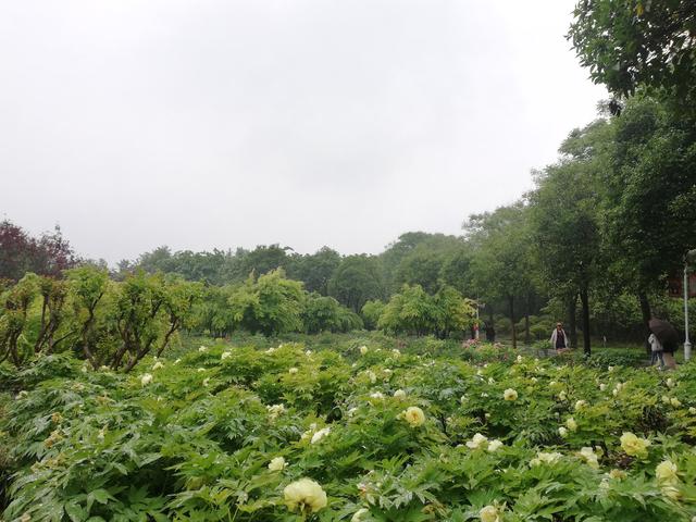 洛阳牡丹花似锦，百媚千娇倾人心