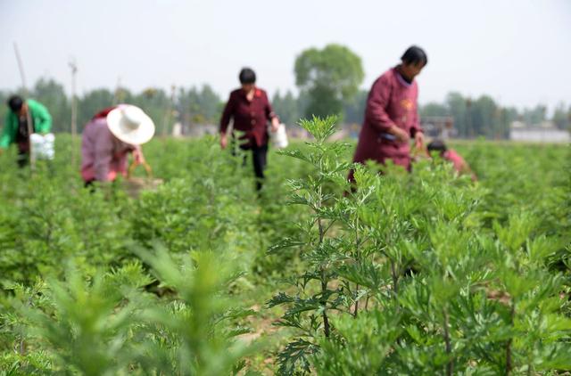 艾草种植原来可以这么简单，详细艾草栽培管理技术分享